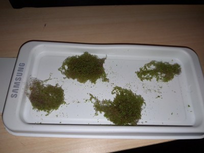 99-vegetazione.jpg