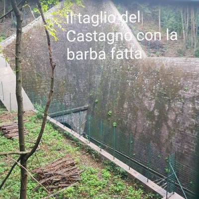 5 IL TAGLIO DEL CASTAGNO.jpg