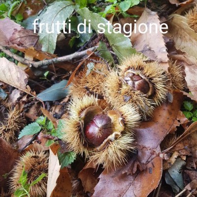 17 CASTAGNE A CASTAGNO.jpg