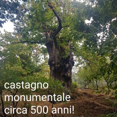 16 LA BELLEZZA DEL BOSCO.jpg