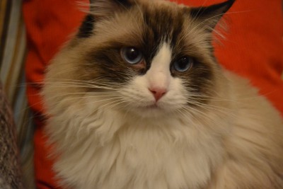 Biko-2014.jpg