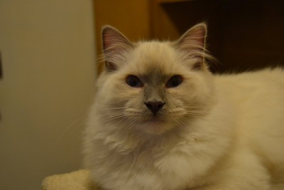 Chicarito a 2 anni