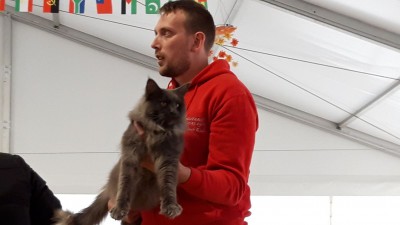 Gatto 29