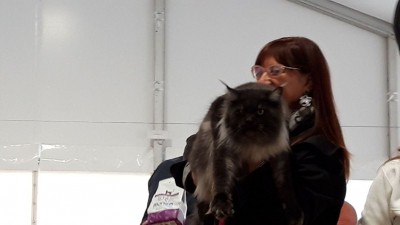 Gatto 49
