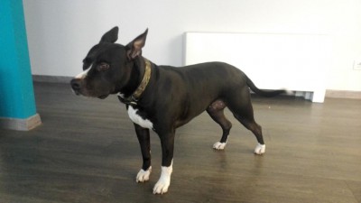 OT:<br />Sally; (american pitbull terrier) il comitato di benvenuto della Lasertech