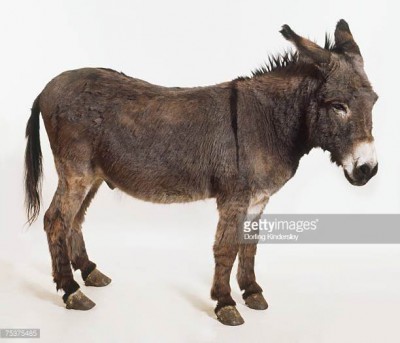 somaro.jpg