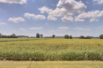 Coltivazione di girasole a Pieve San Giacomo