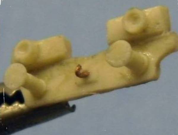 E.554 - Panconi