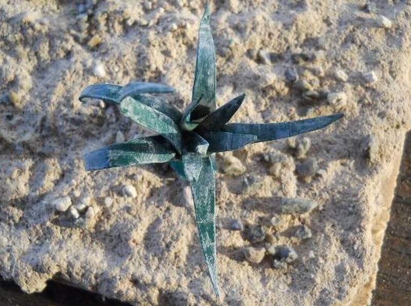 Agave autocostruita in cartoncino
