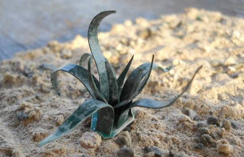 Agave autocostruita in cartoncino