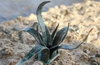 GAS TT - Agave autocostruita in cartoncino