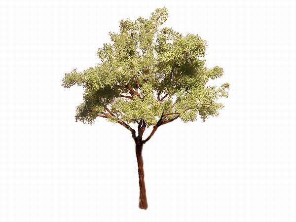 Albero