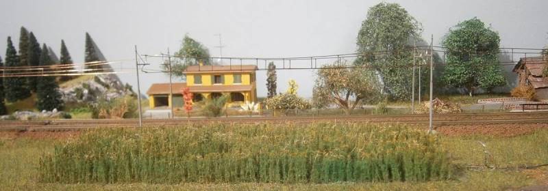 Campo di granturco