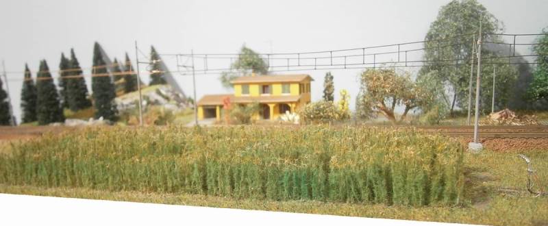 Campo di granturco