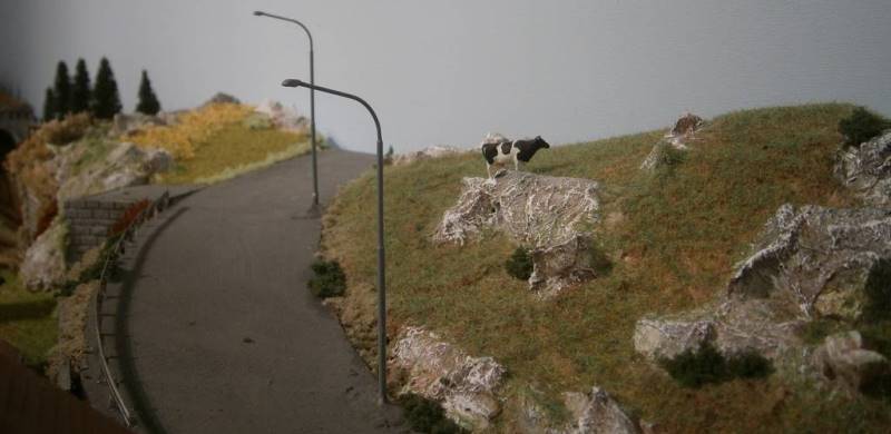 Mucche al pascolo