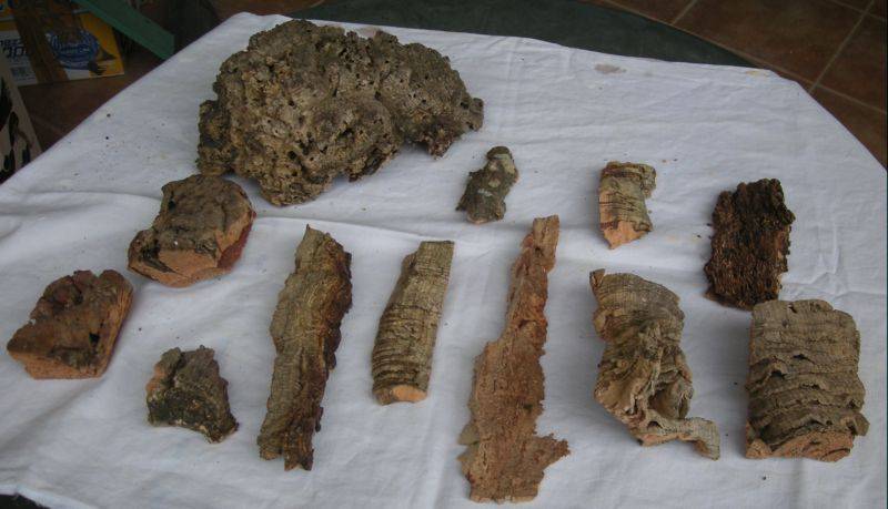 Corteccia