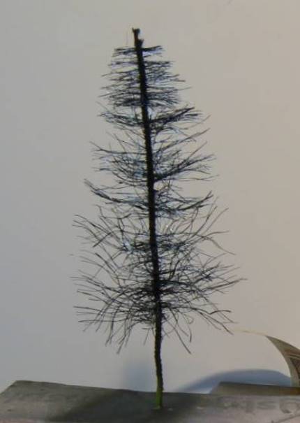 Verniciatura