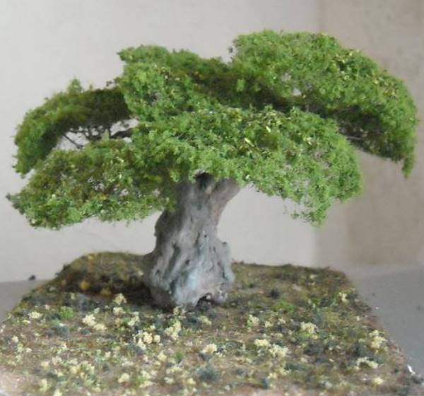 Ulivo secolare