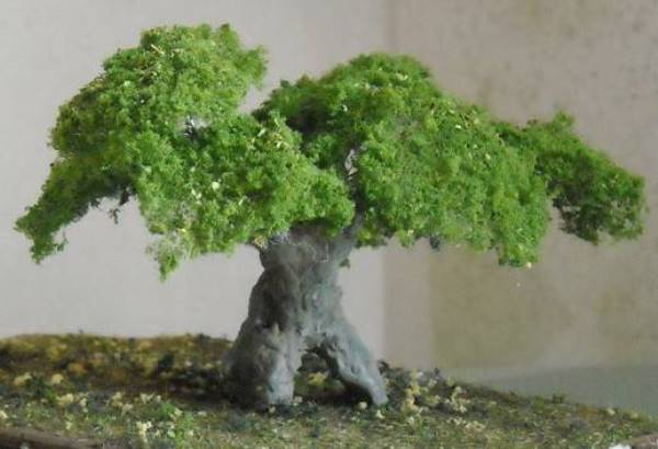 Ulivo secolare
