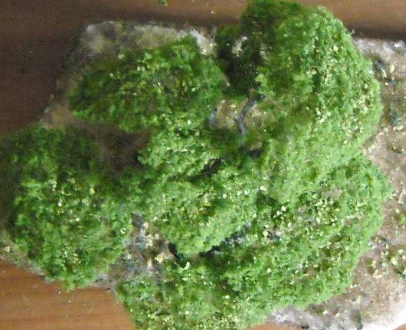 Ulivo secolare