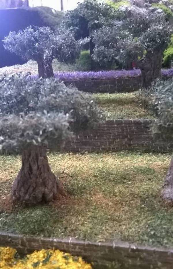 Piantagione di ulivi