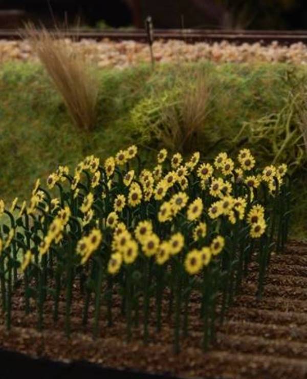 Girasoli