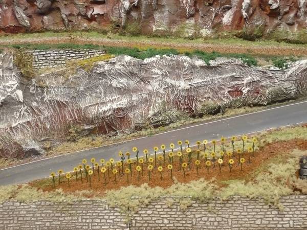 Campo di girasoli