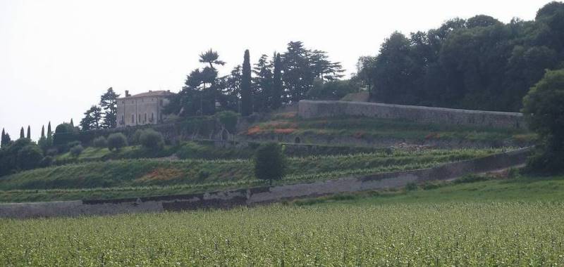 Vigneti di San Martino