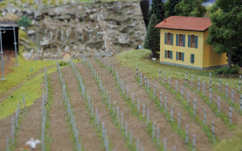 Vigneti di San Martino