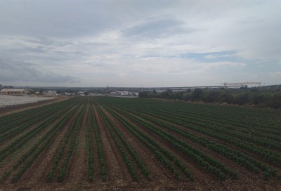 Coltivazioni di ortaggi nei pressi di Rosolini, sullo sfondo i cantieri della autostrada Siracusa-Gela.