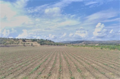 Coltivazione di ortaggi tra Rosolini e Noto (SR)