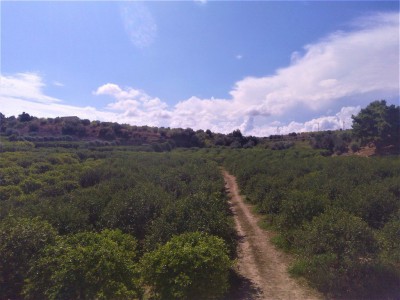 Piante di agrumi e strada rurale nella campagne di Noto (SR)