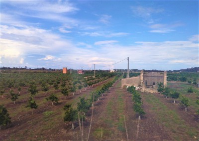 Panorama nei pressi di Carlentini (SR), linea Siracusa-Catania