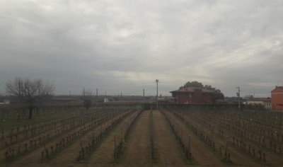 Vigneti nei pressi di Soave (VR)