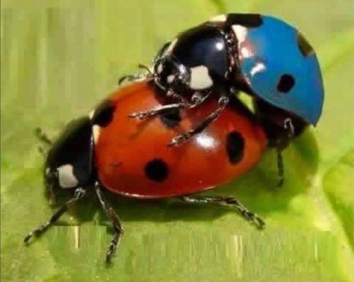 coccinelle.jpg