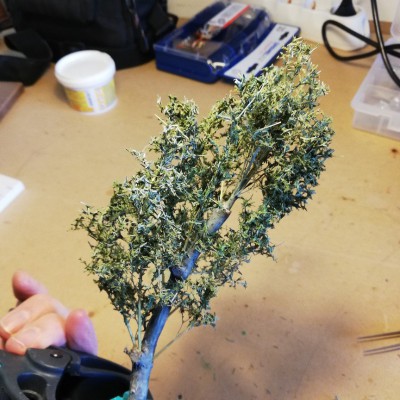 Un Salix alba