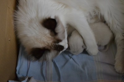 DSC_0103.JPG