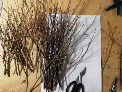 Ho scelto alcuni rametti di betulla dal sottobosco colorati con acrilici grigio chiaro
