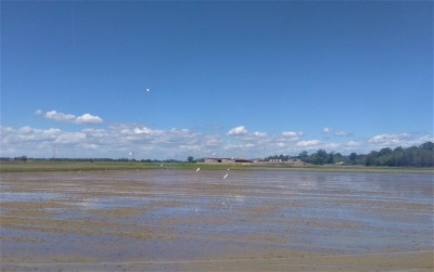 Garzette in volo e risaie in allagamento nei pressi di Zinasco (PV)