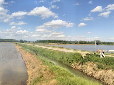 Canali e risaie nei pressi di Castelnovetto (PV)